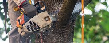 Best Fruit Tree Pruning  in Garden City Park, NY