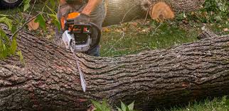  Garden City Park, NY Tree Care Pros