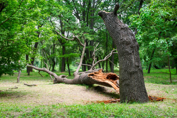 Garden City Park, NY Tree Care Company