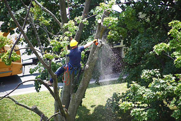 Best Seasonal Cleanup (Spring/Fall)  in Garden City Park, NY
