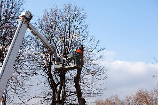 Best Root Management and Removal  in Garden City Park, NY
